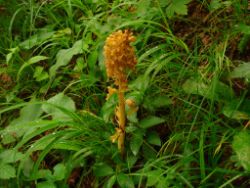 2013-06-22_Hirschhoerndl_Jochberg (228).JPG